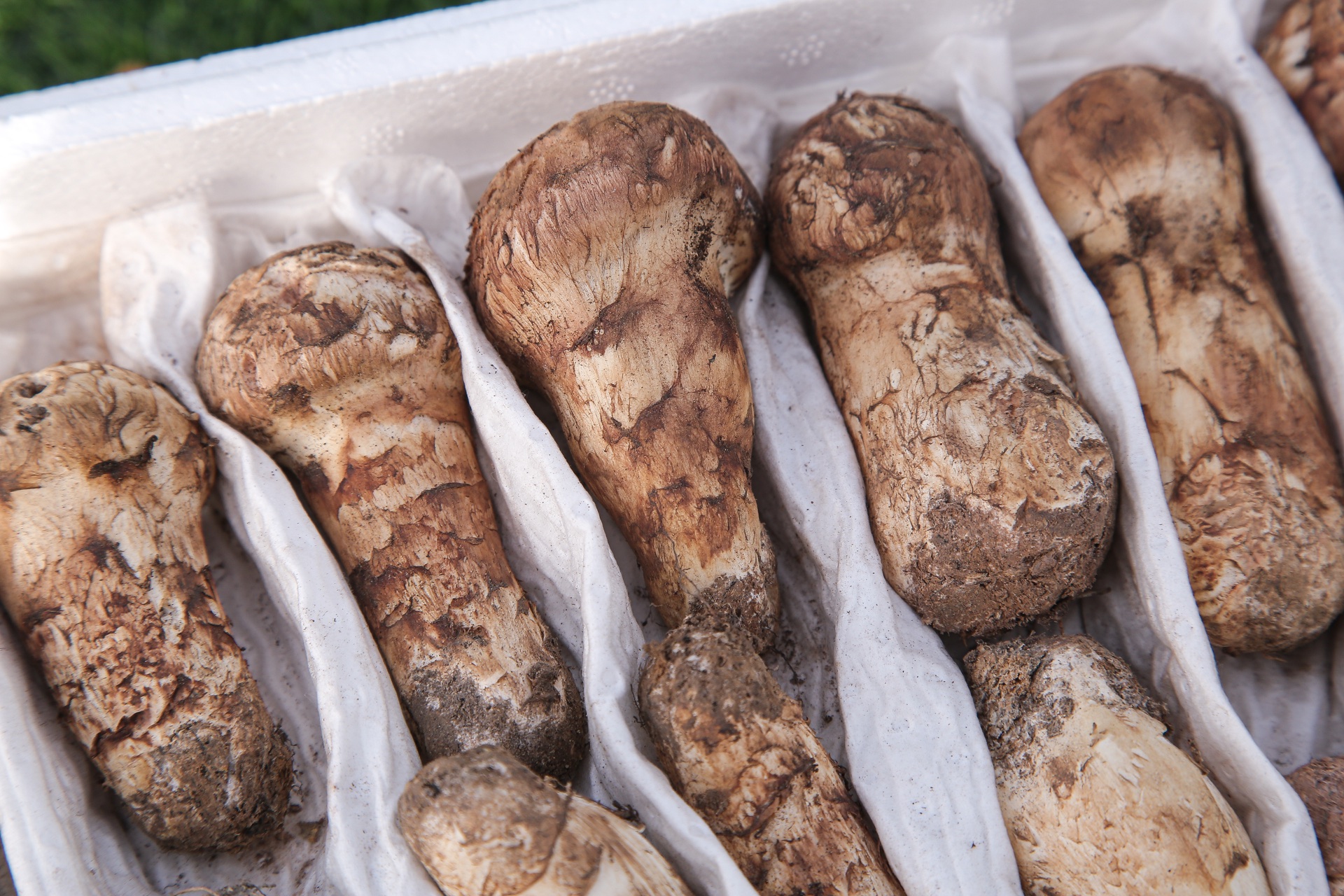 Fresh matsutake mushrooms arranged in a harvest crate