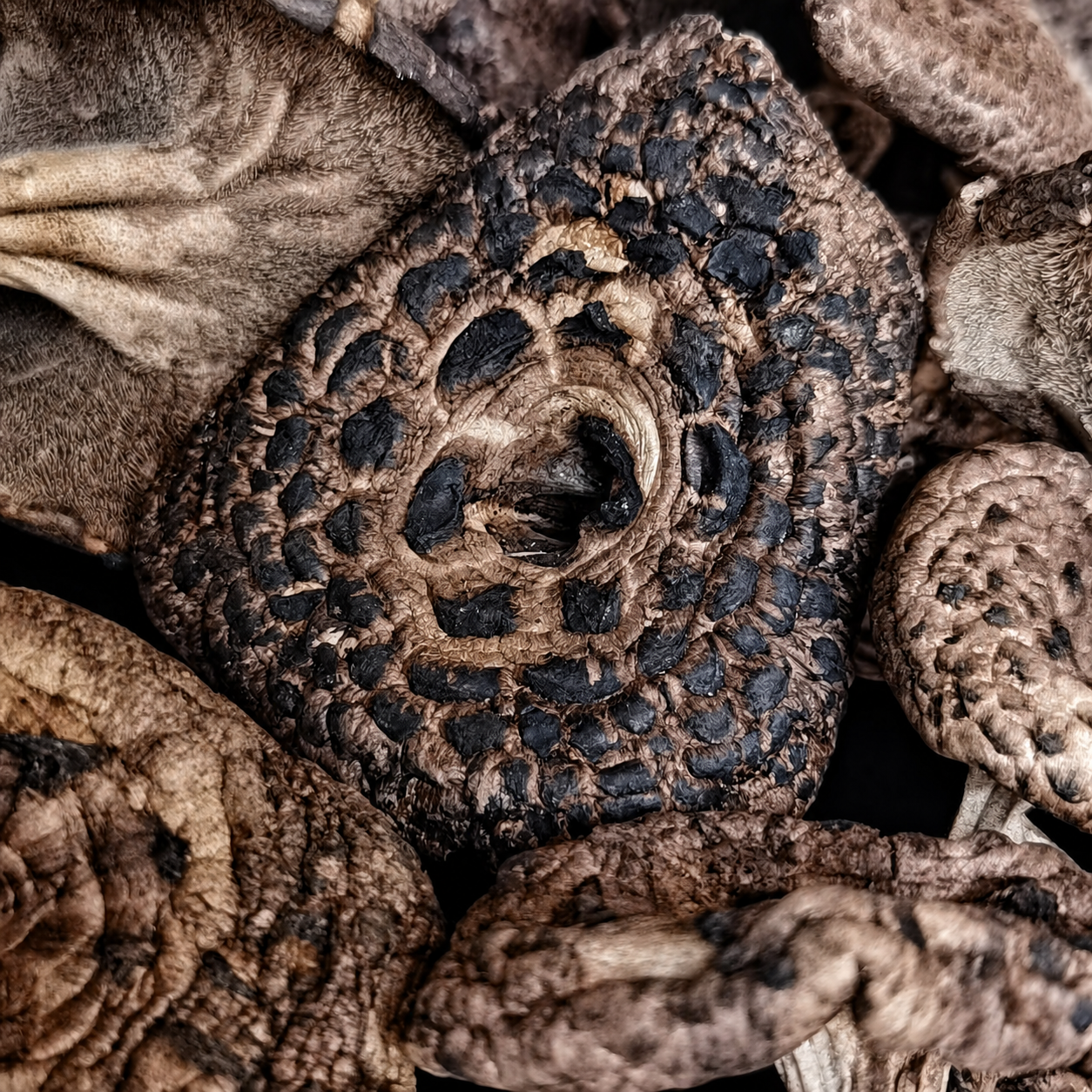 Close-up of shingled hedgehog mushrooms