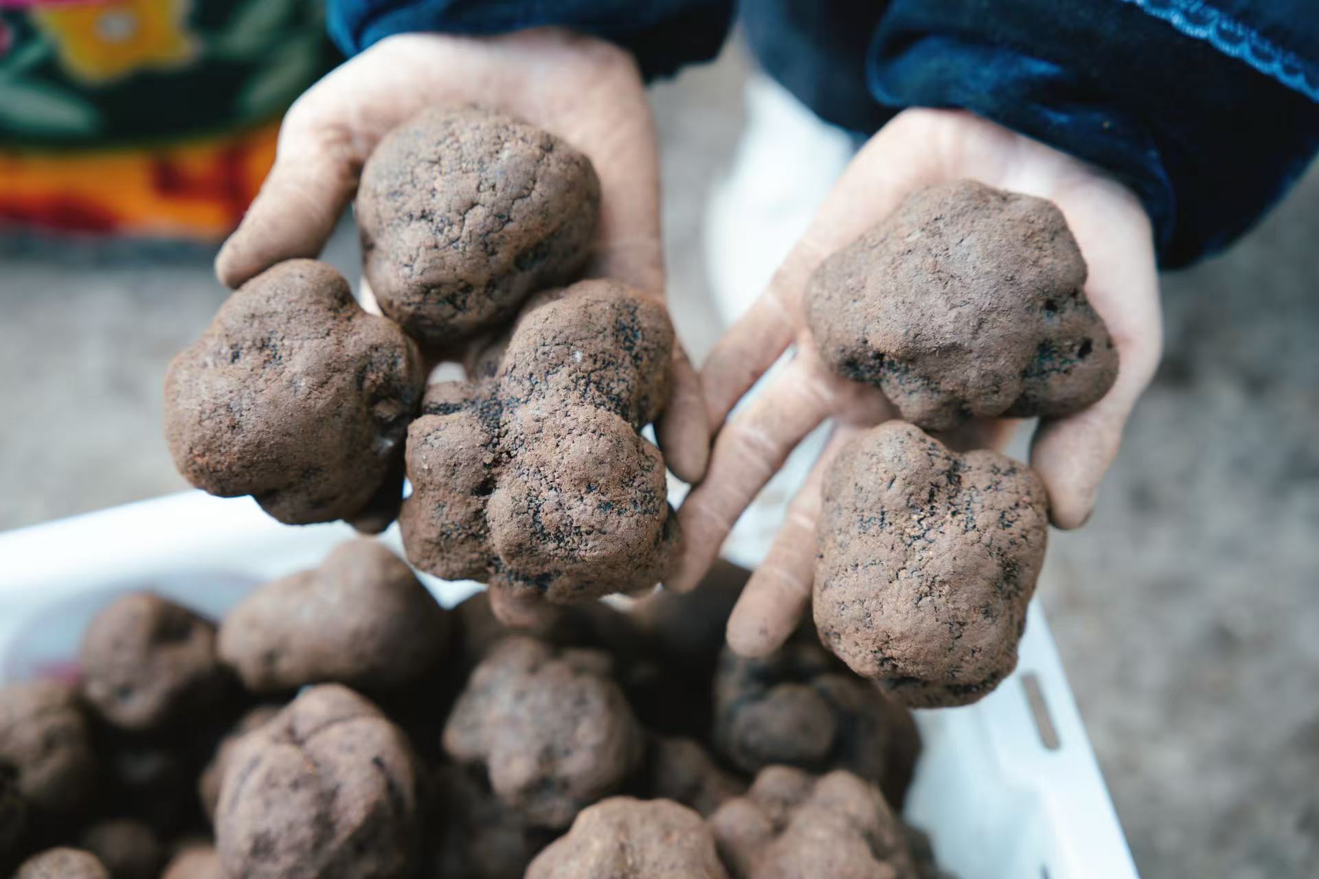 Fresh Chinese black truffles held by a forager